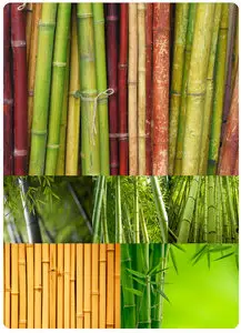Bamboo
