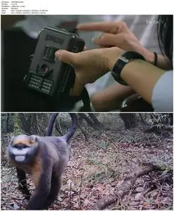 EarthxTV - China's Hidden Monkeys (2014)