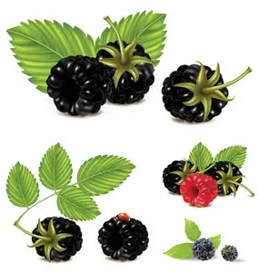 Blackberries - Stock Vectors