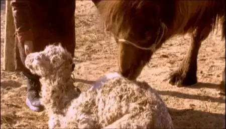 Byambasuren Davaa, Luigi Falorni - Die Geschichte vom weinenden Kamel (2003)