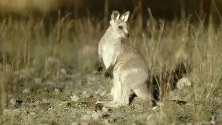 Secret Life of the Kangaroo (2017)