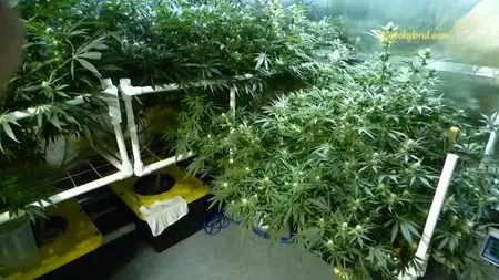 Hygrohybrid - Cannabis: All Grow Videos - Series 1