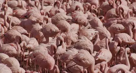 The Crimson Wing: Mystery of the Flamingos (2008)