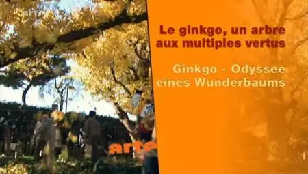 (Arte) Le ginkgo, un arbre aux multiples vertus (2012)