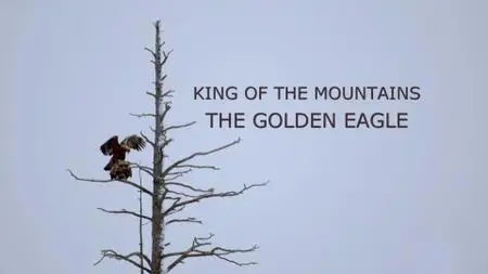 King of the Mountains - Golden Eagle (2015)