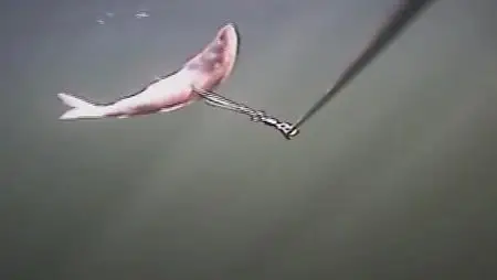 History Channel MonsterQuest Gigantic Killer Fish