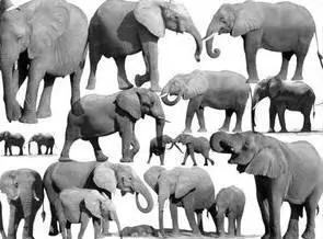 Elephant Brushes for Adobe Photoshop