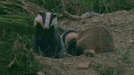 BBC Natural World - Badgers: Secrets of the Sett (2008)