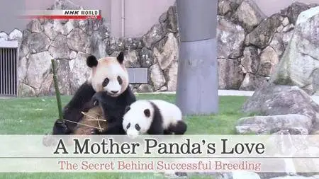 NHK - A Mother Panda's Love (2017)