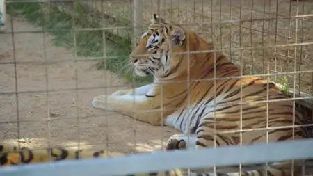 Surviving Joe Exotic (2020)