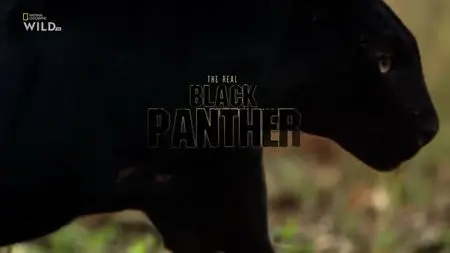 NG. - The Real Black Panther (2020)