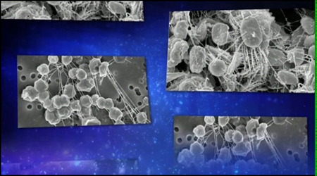 TTC Video - A New History of Life [repost]