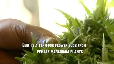 NG Drugs Inc - Meth Boom Montana (2012)