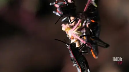 Bug Out S01E02