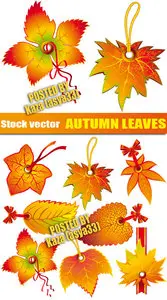 Autumn leaves