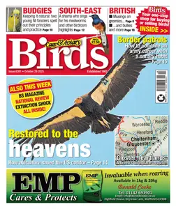 Cage & Aviary Birds - 29 October 2025