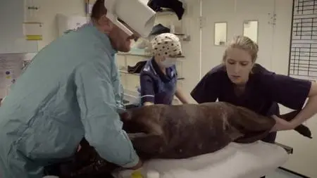 ITV - Inside Animal A&E Series 1 (2020)
