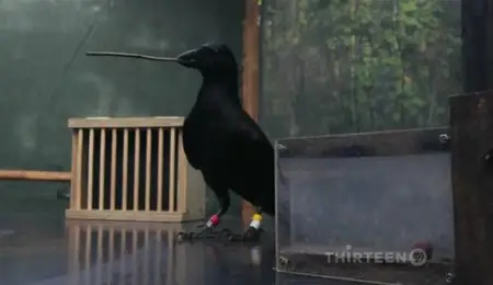 PBS - A Murder of Crows (2010)