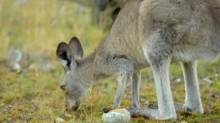 Secret Life of the Kangaroo (2017)