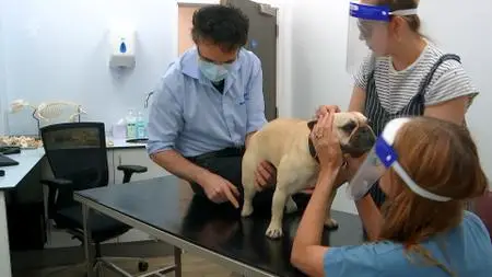 CH5. - The Supervet At Christmas (2020)