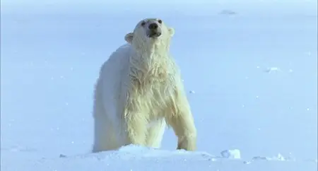 The White Planet/La planète blanche (2006)