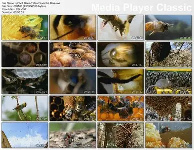 PBS Nova - Bees: Tales from the Hive