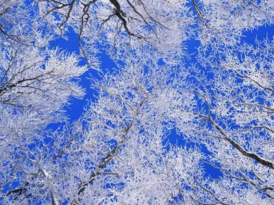 Wallpapers pack: The Japanese nature. Furano (2008)