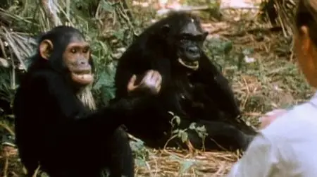 BBC - Jane Goodall: Beauty and the Beasts (2010)