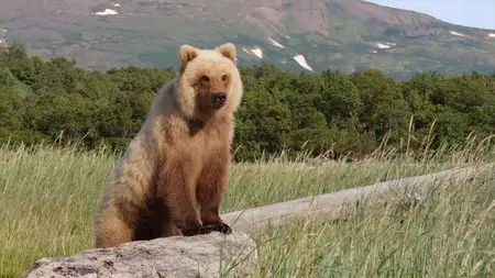 Bears (2014)