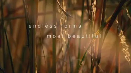 BBC: Wonders of Life. S1, Ep3 - Endless Forms Most Beautiful / BBC: Чудеса жизни (2013) [ReUp]