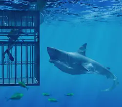 White Shark 3D Screensaver v1.0