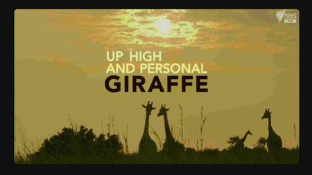 Giraffe - Up High and Personal (2015)