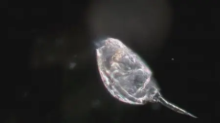 Water Life: Episode 8 - Useful Water / Mundos de agua / Водная жизнь. Серия 8 - Полезная вода (2008)