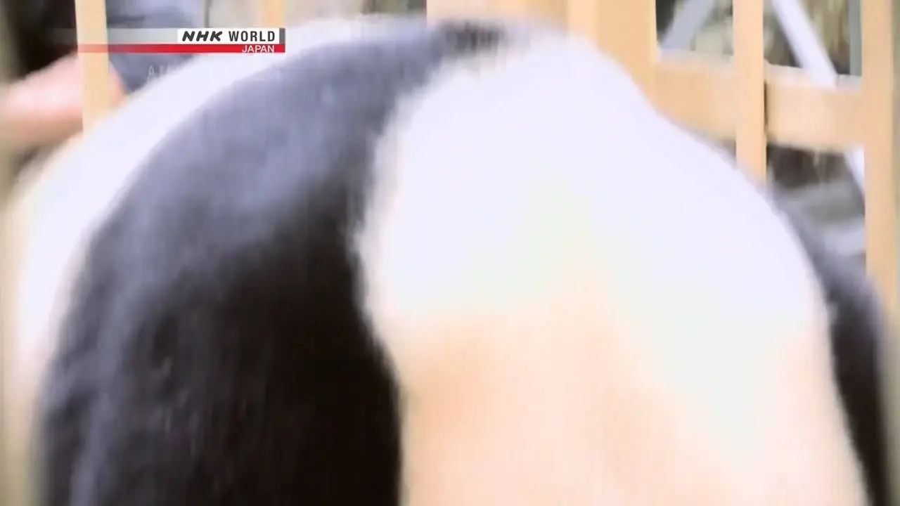 NHK - A Mother Panda's Love (2017)