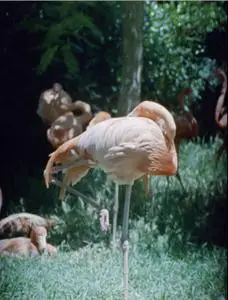 Sleeping Flamingo (2018)