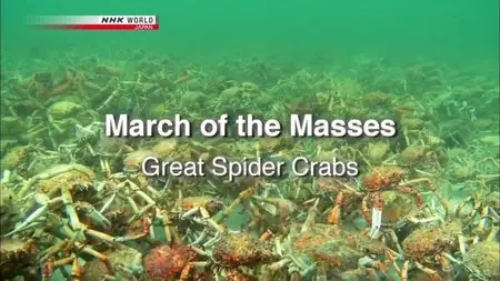 NHK Wildlife - March of the Masses: Great Spider Crabs (2011)