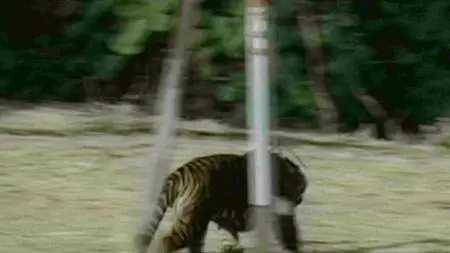 BBC Natural World - Tiger Island (2012)