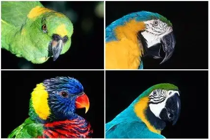 Wallpapers - Birds Exotic