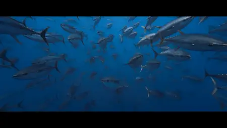 Ocean with David Attenborough (2025)