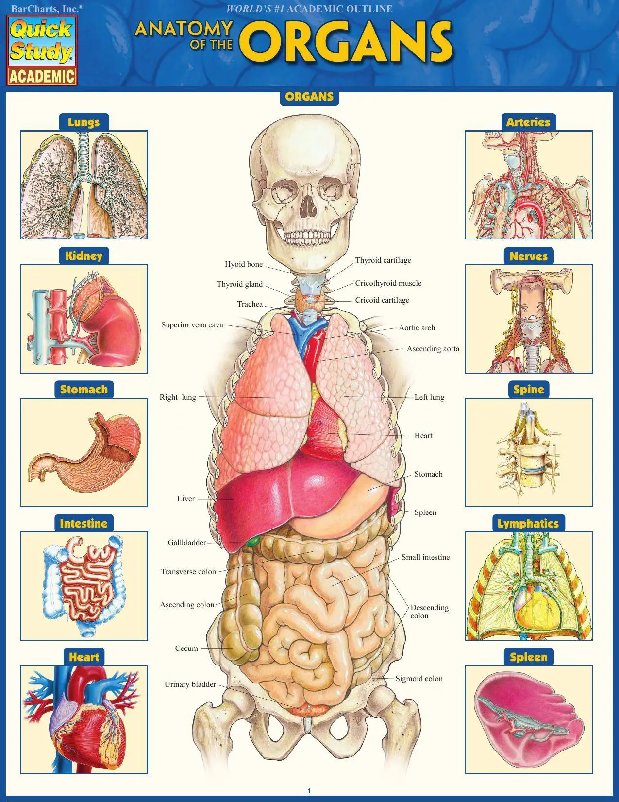 Anatomy Of The Organs Quick Study Academic AvaxHome   005006ff 