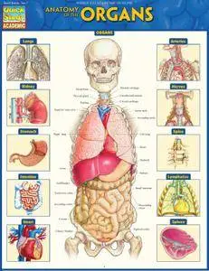 Anatomy of the Organs (Quick Study Academic)