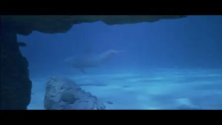 Flipper (1996)