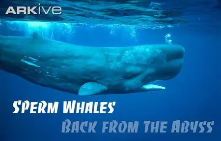 BBC Natural World - Sperm Whales: Back from the Abyss (2008)