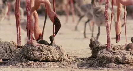 The Crimson Wing: Mystery of the Flamingos (2008)