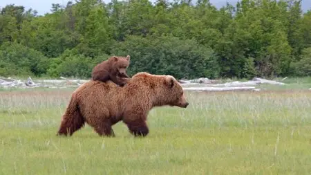 Bears (2014)