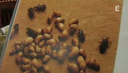 (Fr5) Fourchette et sac à dos : Destination Mexique (2011)