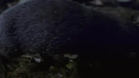 Dead by Dawn S01E05