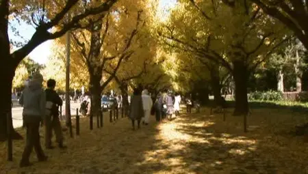 (Arte) Le ginkgo, un arbre aux multiples vertus (2012)