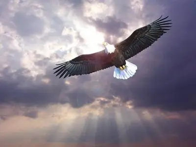 Fly And Freedom Wallpapers