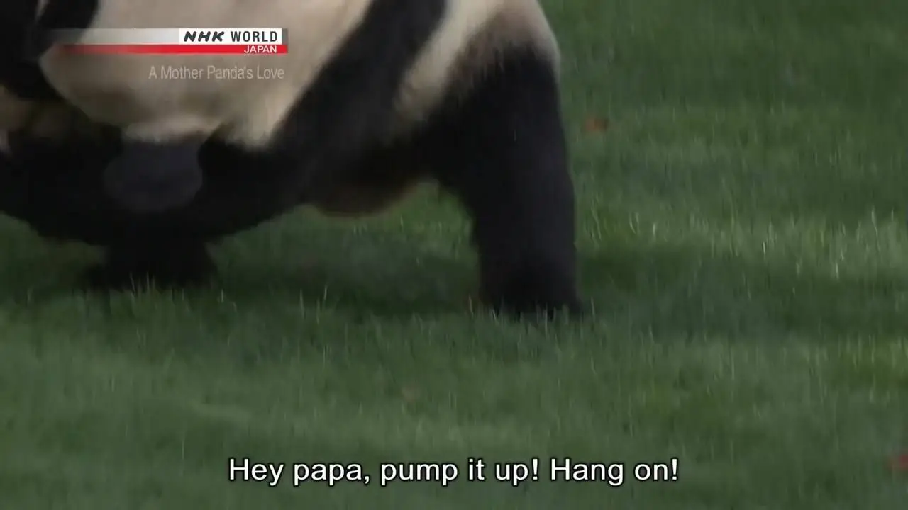 NHK - A Mother Panda's Love (2017)